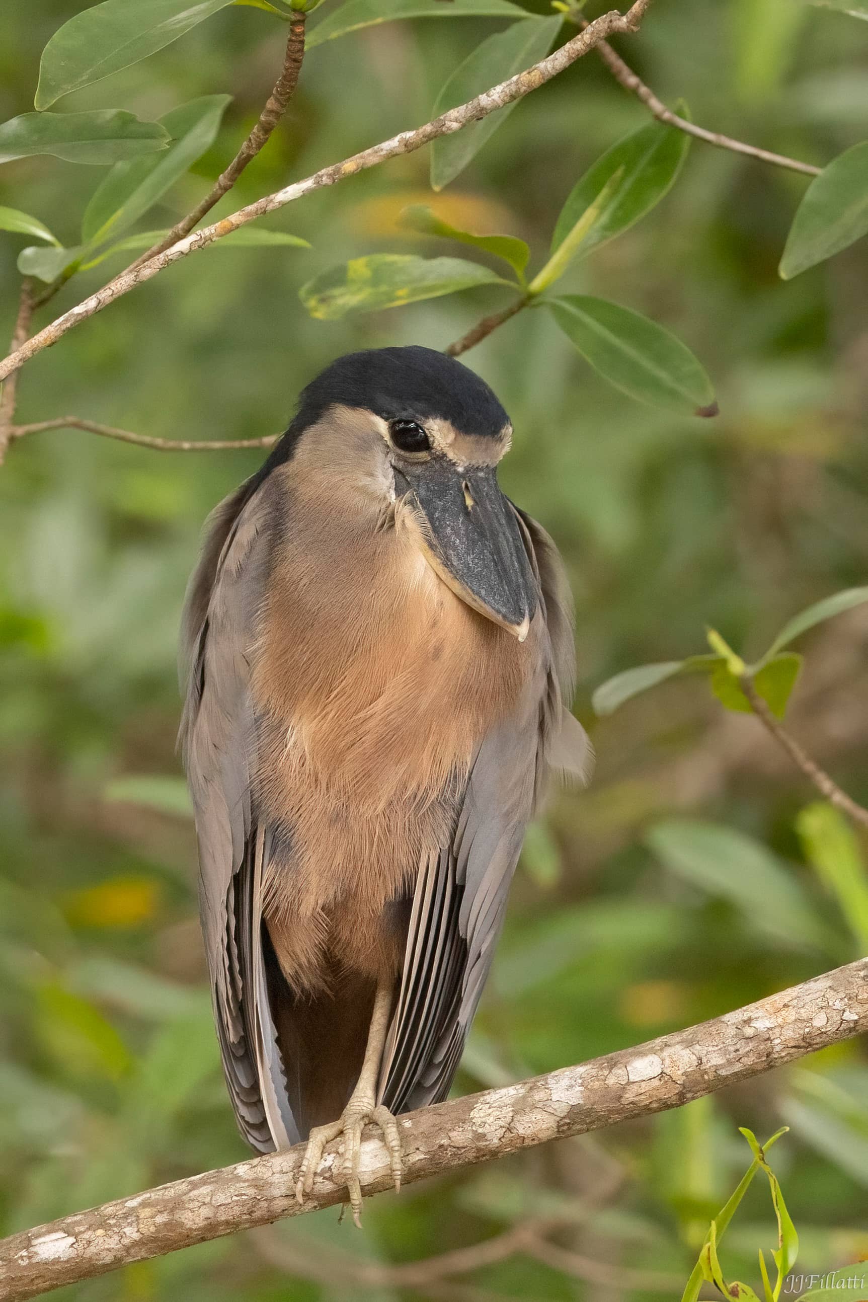 bird of Costa Rica image 44